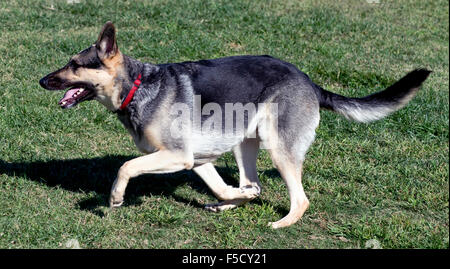 Ziemlich Deutscher Schäferhund auf der Flucht. Stockfoto