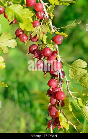 Rote Reife Stachelbeeren auf Ast im Garten Stockfoto