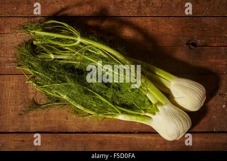 ganz frischer Fenchel Stockfoto