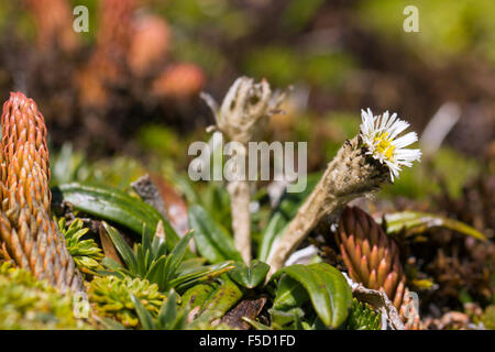 Anden Blume Werneria SP. Asteraceae wächst auf den hohen Paramo auf 4.500 m Höhe über Papallacta, Ecuador Stockfoto