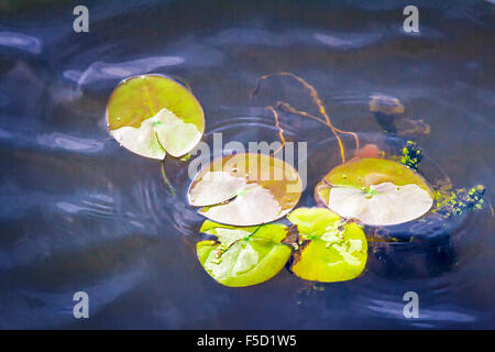 Auf der Oberfläche des dunklen Wassers im Fluss schwimmende grüne Seerosen. Stockfoto