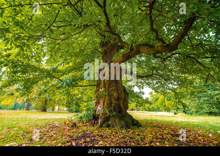 Edelkastanie in den Kensington Gardens Stockfoto