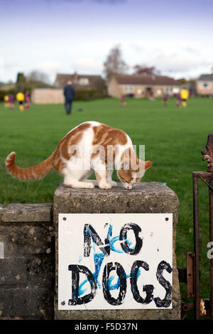 Eine Katze auf einer Umfassungsmauer Spielfelder mit der Aufschrift "No Dogs" UK Stockfoto