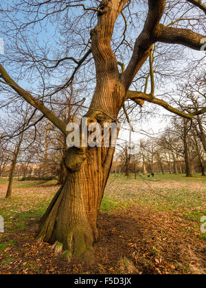 Edelkastanie in den Kensington Gardens Stockfoto