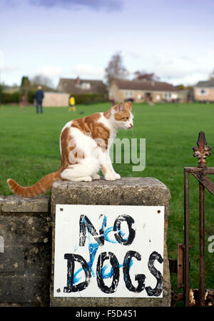 Eine Katze auf einer Umfassungsmauer Spielfelder mit der Aufschrift "No Dogs" UK Stockfoto