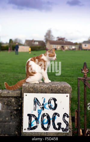 Eine Katze auf einer Umfassungsmauer Spielfelder mit der Aufschrift "No Dogs" UK Stockfoto