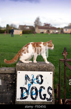 Eine Katze auf einer Umfassungsmauer Spielfelder mit der Aufschrift "No Dogs" UK Stockfoto