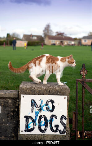 Eine Katze auf einer Umfassungsmauer Spielfelder mit der Aufschrift "No Dogs" UK Stockfoto