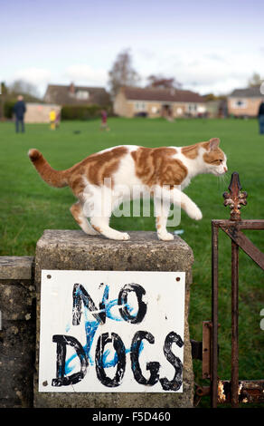 Eine Katze auf einer Umfassungsmauer Spielfelder mit der Aufschrift "No Dogs" UK Stockfoto