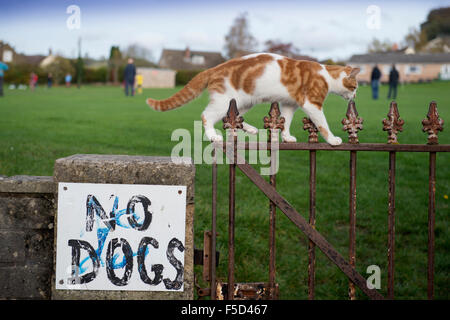 Eine Katze auf einer Umfassungsmauer Spielfelder mit der Aufschrift "No Dogs" UK Stockfoto