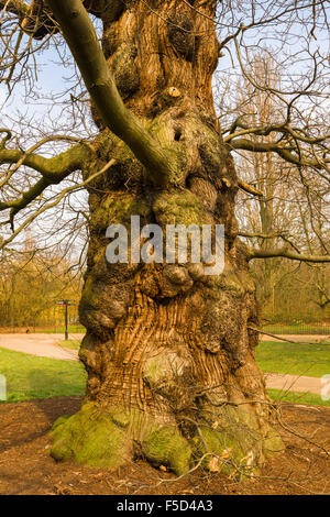 Edelkastanie in den Kensington Gardens Stockfoto