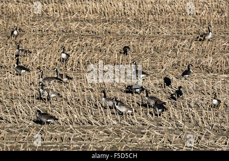 Kanadische Gänse Fütterung in einem abgeernteten Kornfeld, New York, USA Stockfoto