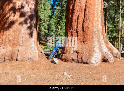 Teen Junge stand vor gigantischen Sequoia Baum im Sequoia National Park, Kalifornien Stockfoto