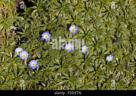 Enziane (Gentiana Sedifolia) wachsen auf den hohen Paramo auf 4.500 m Höhe in den ecuadorianischen Anden Stockfoto