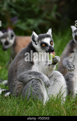 Lemur, Essen im freien Stockfoto