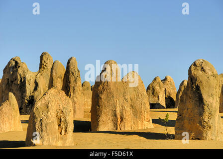 Pinnacles Desert in Western Australia Stockfoto
