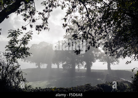 nebligen Devon Lane, Großbritannien, British, Land, Landschaft, Dartmoor, Reiseziel, Devon, dramatisch, England, Englisch, gb, Inspira Stockfoto