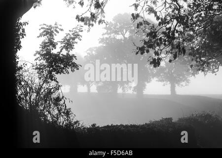 nebligen Devon Lane, Großbritannien, British, Land, Landschaft, Dartmoor, Reiseziel, Devon, dramatisch, England, Englisch, gb, Inspira Stockfoto