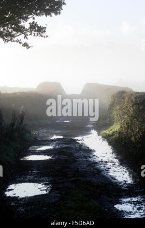 nebligen Devon Lane, Großbritannien, British, Land, Landschaft, Dartmoor, Reiseziel, Devon, dramatisch, England, Englisch, gb, Inspira Stockfoto