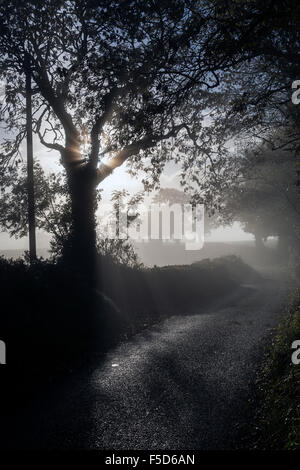 nebligen Devon Lane, Großbritannien, British, Land, Landschaft, Dartmoor, Reiseziel, Devon, dramatisch, England, Englisch, gb, Inspira Stockfoto