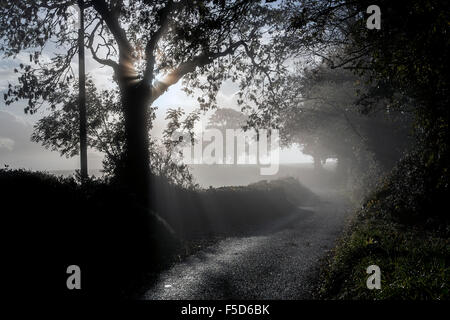 Misty Devon Lane, Großbritannien, Britische, Land, auf dem Land, dartmoor, Ziel, Devon, England, Englisch, Dunst, Nebel, Smog, Düsternis, Cloud, Stockfoto