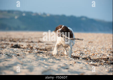 Springer Spaniel am Strand Stockfoto