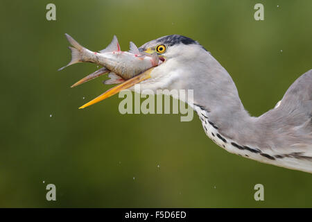 Graue Reiher (Ardea Cinerea), Porträt, juvenile Gefieder, verschlingt Beute, Nationalpark Kiskunság, Ungarn Stockfoto