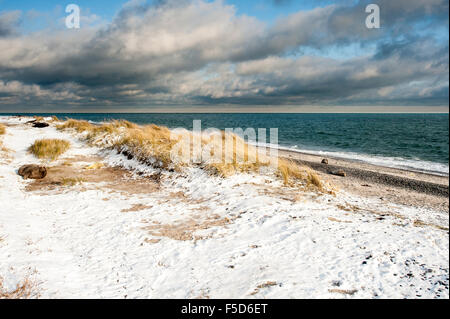 Kegelrobben (Halichoerus Grypus) in Dünen, Helgoland, Schleswig-Holstein, Deutschland Stockfoto