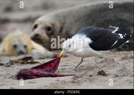 Große schwarz-unterstützte Möve (Larus Marinus) Essen Plazenta, graue Dichtung (Halichoerus Grypus) mit Welpen hinter Schleswig-Holstein Stockfoto