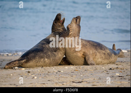 Jugendliche Kegelrobben (Halichoerus Grypus) herumspielen, Helgoland, Schleswig-Holstein, Deutschland Stockfoto