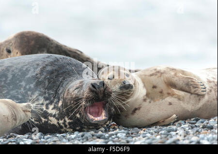 Jugendliche Kegelrobben (Halichoerus Grypus) herumspielen, Helgoland, Schleswig-Holstein, Deutschland Stockfoto