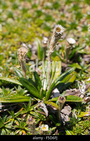 Anden Blume Werneria SP. Asteraceae wächst auf den hohen Paramo auf 4.500 m Höhe über Papallacta, Ecuador Stockfoto