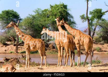 Retikuliert Giraffen oder Somali Giraffen (Giraffa Reticulata Plancius) durch Fluss, Samburu National Reserve, Kenia Stockfoto