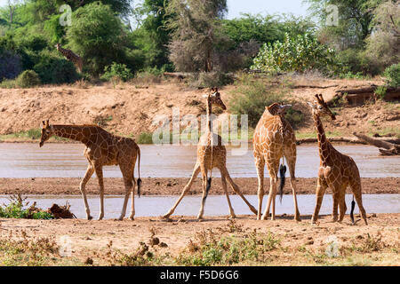 Retikuliert Giraffen oder Somali Giraffen (Giraffa Reticulata Plancius) durch Fluss, Samburu National Reserve, Kenia Stockfoto