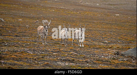 Drei Svalbard-Rentiere (Rangifer Tarandus Platyrhynchus) auf arktischen Tundra, Spitzbergen, Norwegen Stockfoto