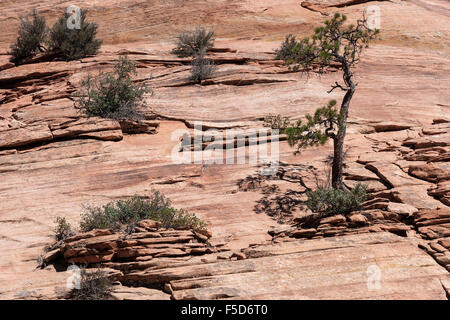 Bäume und Sträucher wachsen auf Sandstein, Zion Nationalpark, Utah, USA Stockfoto