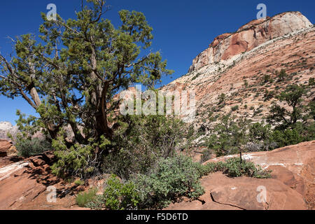 Felsformationen aus Sandstein und Naturstein Kiefern (Pinus Pinea) auf Canyon Overlook Trail, Ost-Tempel hinter, Zion Nationalpark Stockfoto