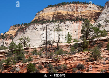 Felsformationen aus Sandstein am Zion-Mount Carmel Highway, Dickhornschaf (Ovis Canadensis) zu Fuß auf Felsen, Zion Nationalpark Stockfoto