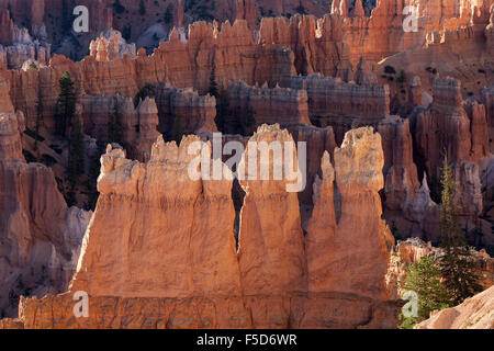 Blick auf farbigen Felsformationen in Bryce Amphitheater, Feenkamine, Morgenlicht, Bryce-Canyon-Nationalpark, Utah, USA Stockfoto