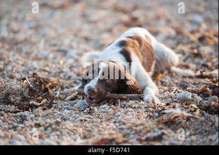 Springer Spaniel am Strand Stockfoto