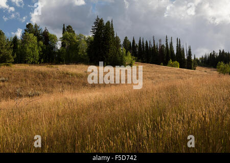 Wolken über eine Wiese, Bridger-Teton National Forest, Wyoming Stockfoto