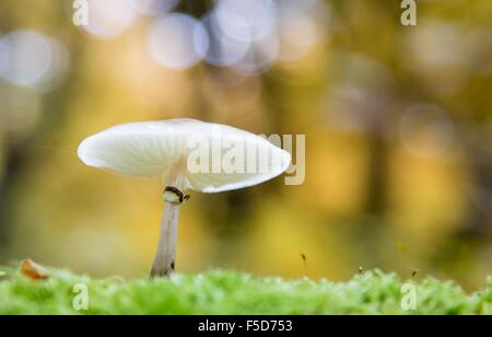 Porzellan-Pilz (Oudemansiella Mucida) auf Moos, Hessen, Deutschland Stockfoto