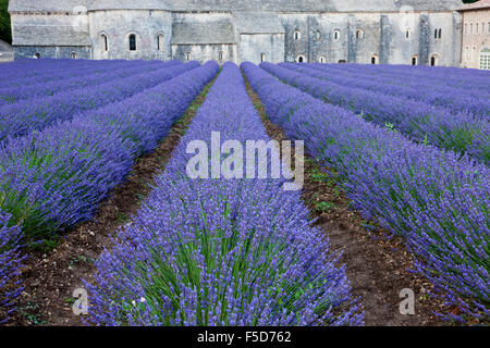 Reihen von blühenden Lila Lavendel vor Zisterzienser-Abtei Abbaye Notre-Dame de Sénanque, Vaucluse, Provence Stockfoto