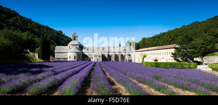 Zisterziensische Abtei Abbaye Notre-Dame de Senanque mit Lavendelfeld, Vaucluse, Provence, Provence-Alpes-Côte d ' Azur, Frankreich Stockfoto