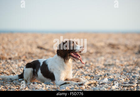 Englisch Springer Spaniel Hund am Strand liegen Stockfoto