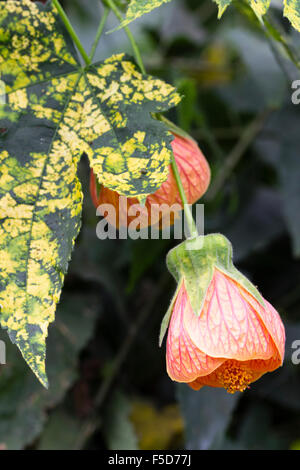 Buntes Laub und blass orange Glockenblumen die zarte Blüte Ahorn, Frameworks Pictum 'Thompsonii' Stockfoto