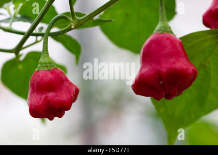 Rote Früchte der extrem hot Chili Pfeffer, Capsicum Chinense "Scotch Bonnet", auf eine kultivierte Pflanze wächst Stockfoto