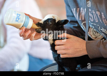 Eine neue schwarze welsh Mountain geboren Lamm wird Flasche feed Stockfoto