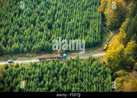 Waldarbeiter, Baum Fällen und Wald-Management, Mescheder Wald Glassmecke, Meschede, Sauerland, Nordrhein-Westfalen Stockfoto