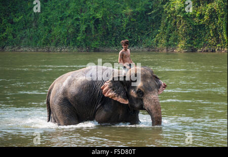 Mahout, lokale Mann Reiten Elefanten im Wasser, Provinz Kanchanaburi, Zentral-Thailand, Thailand Stockfoto